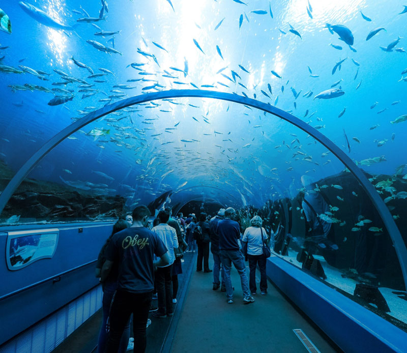 Discover the Wonders of Georgia Aquarium